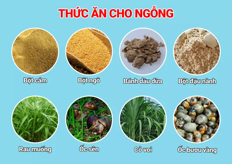 thuc-an-cho-ngong
