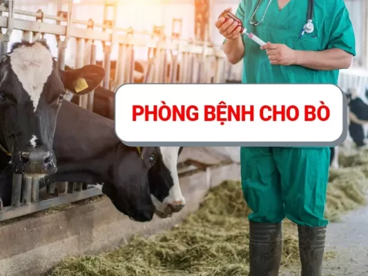 Phong-benh-cho-bo