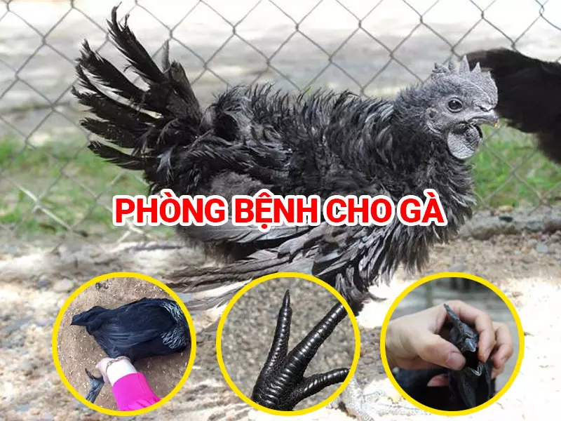 Phong-benh-cho-ga-den-ayam-ceman